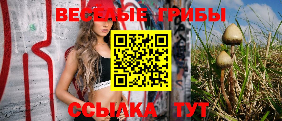 Псилоцибиновые грибы Psilocybine cubensis Краснодар